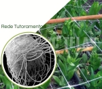 Rede Tutoramento (Branca)