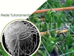 Rede Tutoramento (Branca)