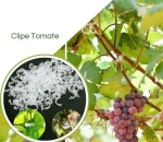 Clipe Tomate Anel De Tutoramento Tomate