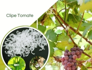 Clipe Tomate Anel De Tutoramento Tomate