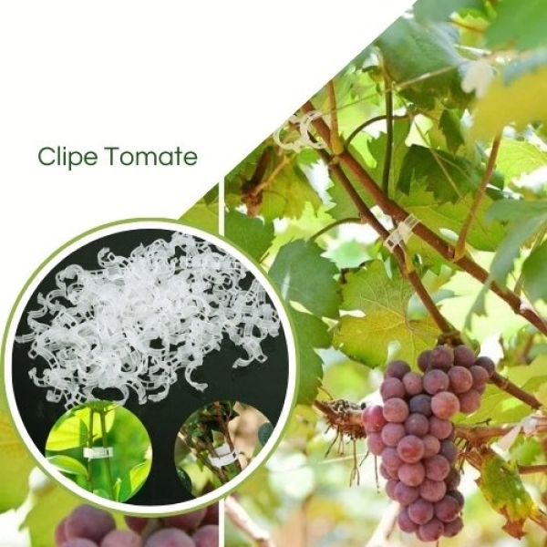 Clipe Tomate Anel De Tutoramento Tomate