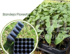 Bandeja Para Muda Florestal Carluccio