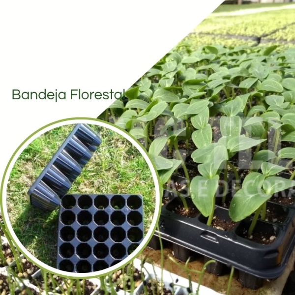 Bandeja Para Muda Florestal Carluccio