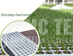 Bandeja Para Germinação  Carluccio