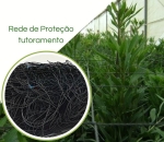 Rede de Proteção Tutoramento