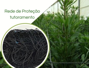 Rede de Proteção Tutoramento