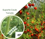 Clipes De Suporte De Caule De Tomate (evitar dobra do caule)
