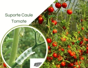 Clipes De Suporte De Caule De Tomate (evitar dobra do caule)