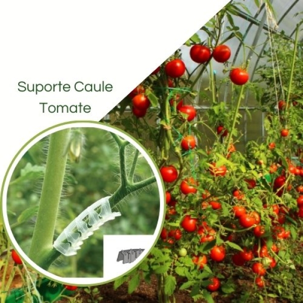 Clipes De Suporte De Caule De Tomate (evitar dobra do caule)