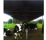  RAFIA Solo Polipropileno 105g/m2 Carijó  Refletiva - 4,20