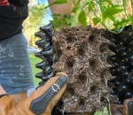 Vaso Enraizador Airpot Aeropot 50,24L 40x40  