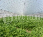 Tela Antiafideo 30 mesh  -  Malha 0,6 x 0,8 mm