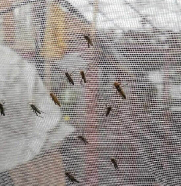 Tela Antiafideo 30 mesh  -  Malha 0,6 x 0,8 mm